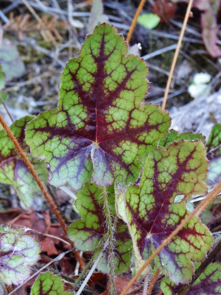 Heuchera micrantha - alum root