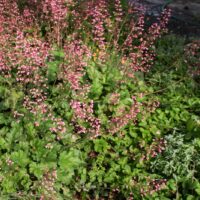 Heuchera ‘Old La Rochette’