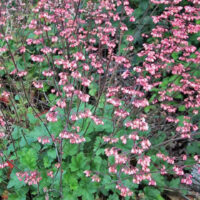 Heuchera ‘Rosada’