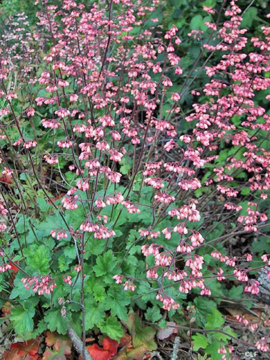 Heuchera 'Rosada' - coral bells