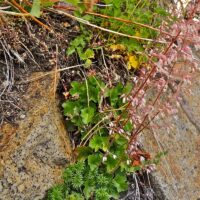 Heuchera rubescens - pink alumroot