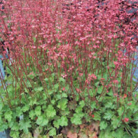 Heuchera ‘Wendy’