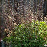 Heuchera micrantha