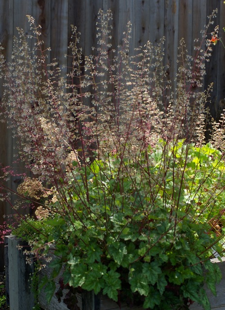 Heuchera micrantha - alum root