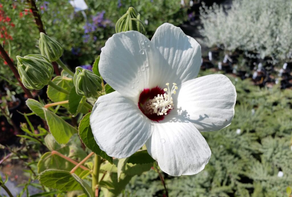 Hibiscus lasiocarpos var. occidentalis (californicus) - woolly rose mallow