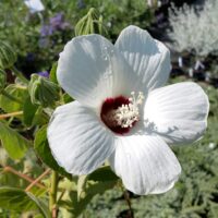 Hibiscus lasiocarpos var. occidentalis (californicus) - woolly rose mallow
