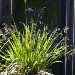 Hierochloe (Anthoxanthum) occidentalis - vanilla grass