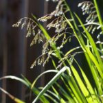 Hierochloe (Anthoxanthum) occidentalis - vanilla grass