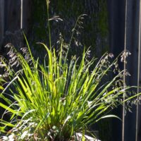 Hierochloe (Anthoxanthum) occidentalis
