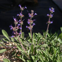 Salvia sonomensis 'Hobbit Toes' - Sonoma sage