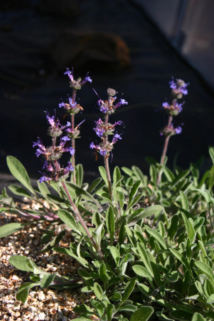 Salvia sonomensis 'Hobbit Toes' - Sonoma sage