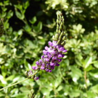 Hoita macrostachya