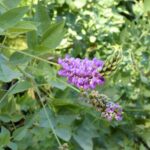 Hoita macrostachya - leather root