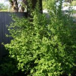 Holodiscus discolor - cream bush, ocean spray