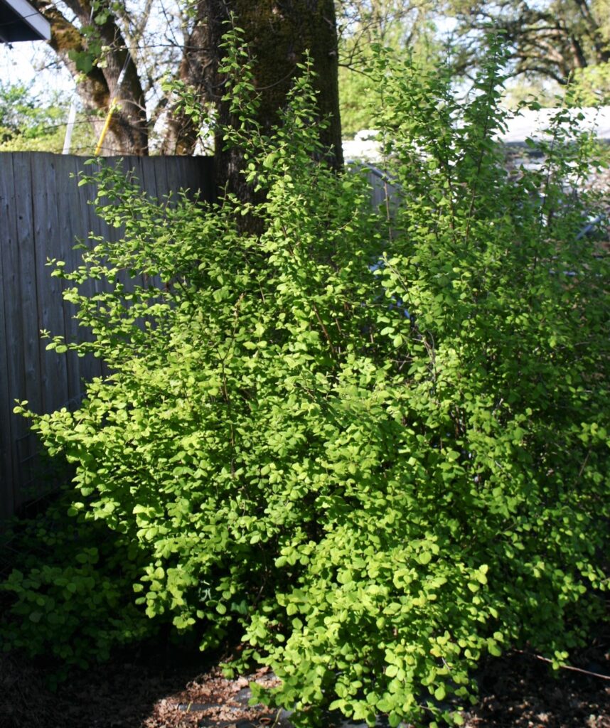 Holodiscus discolor - cream bush, ocean spray