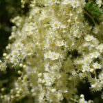 Holodiscus discolor - cream bush, ocean spray