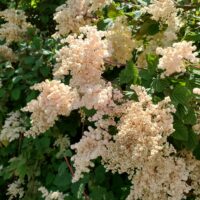 Holodiscus discolor