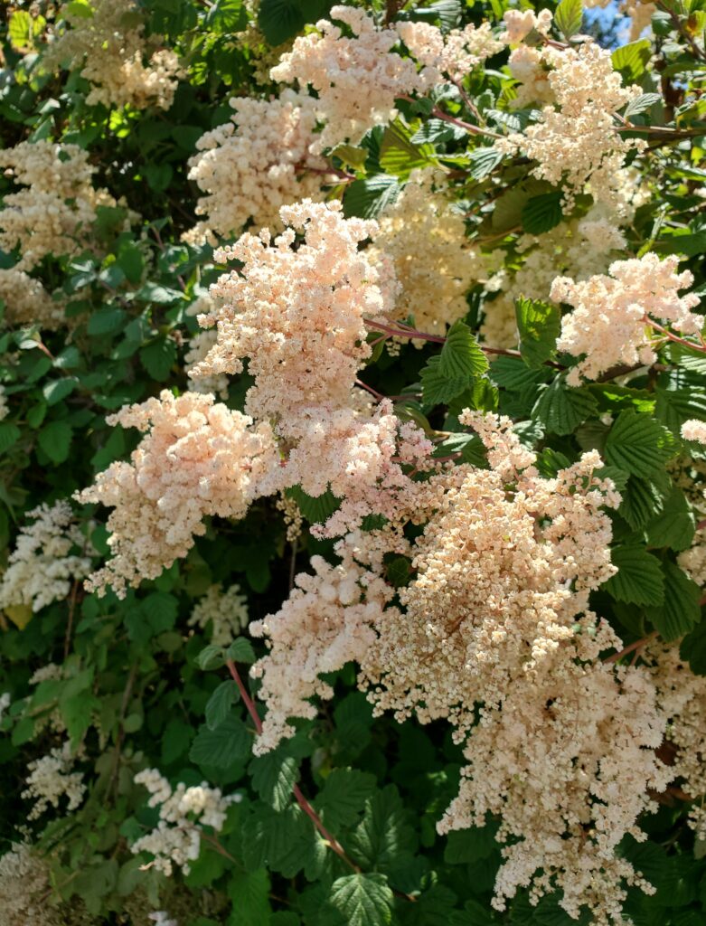 Holodiscus discolor - cream bush, ocean spray