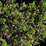 Arctostaphylos 'Howard McMinn' - manzanita