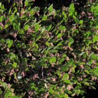Arctostaphylos ‘Howard McMinn’