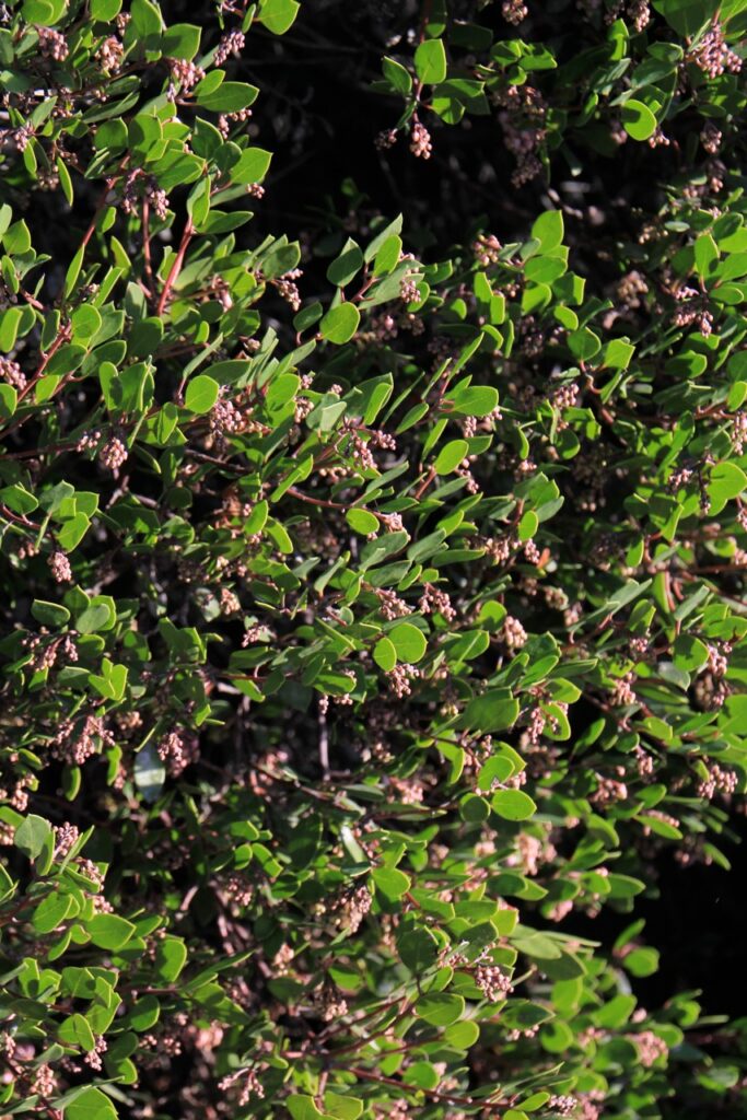 Arctostaphylos 'Howard McMinn' - manzanita
