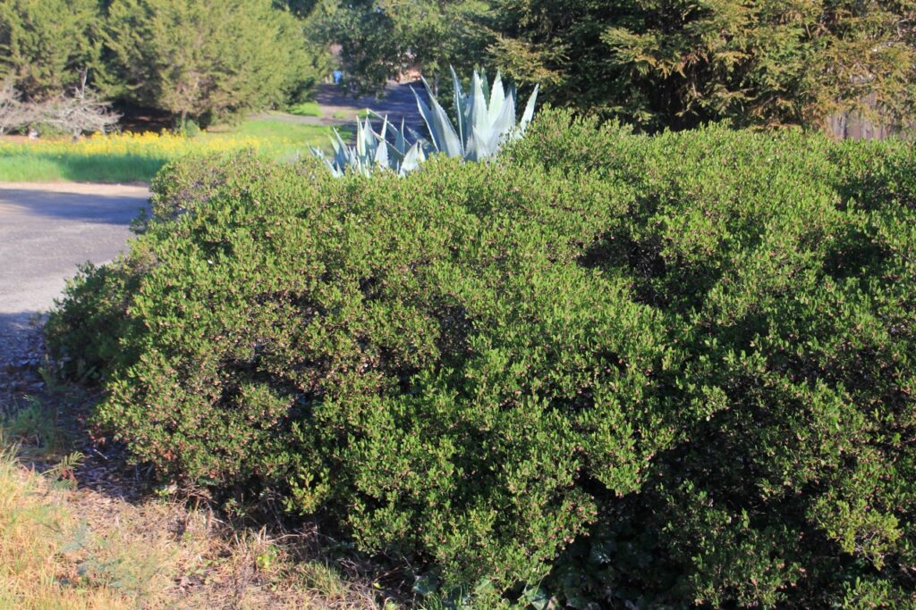 Arctostaphylos 'Howard McMinn' - manzanita