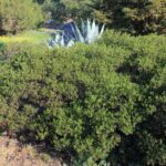 Arctostaphylos 'Howard McMinn' - manzanita