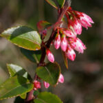 Vaccinium ovatum - evergreen huckleberry