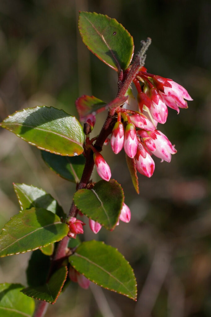 Vaccinium ovatum - evergreen huckleberry