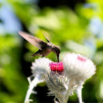 Cirsium occidentale - cobweb thistle