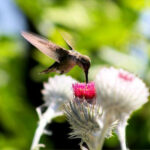Cirsium occidentale - cobweb thistle