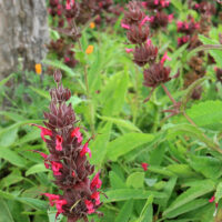 Salvia spathacea ‘Las Pilitas’
