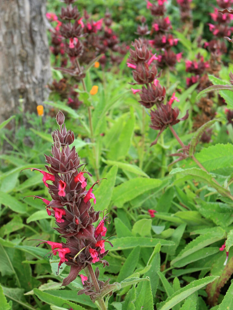 Salvia spathacea 'Las Pilitas' - hummingbird sage