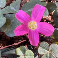 Oxalis oregana ‘Damme Pink’