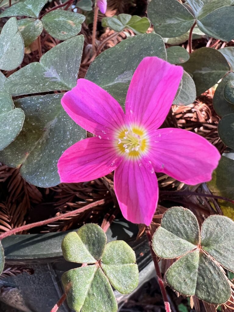 Oxalis oregana 'Damme Pink' - redwood sorrel