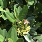 Frangula (Rhamnus) californica 'Eve Case' - California coffeeberry