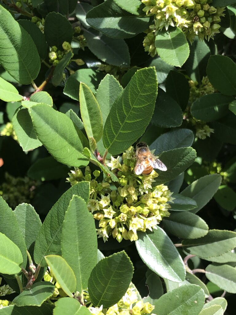 Frangula (Rhamnus) californica 'Eve Case' - California coffeeberry