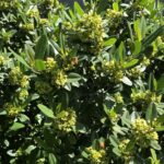 Frangula (Rhamnus) californica 'Eve Case' - California coffeeberry