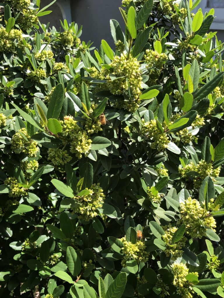Frangula (Rhamnus) californica 'Eve Case' - California coffeeberry