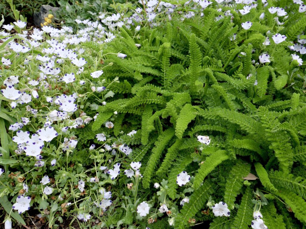 Achillea millefolium 'Sonoma Coast' - yarrow