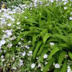 Achillea millefolium 'Sonoma Coast' - yarrow