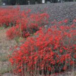 Epilobium 'Schieffelin's Choice' - California fuchsia
