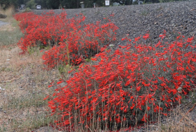 Epilobium 'Schieffelin's Choice' - California fuchsia