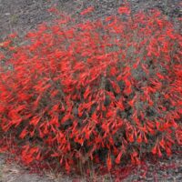 Epilobium ‘Schieffelin’s Choice’