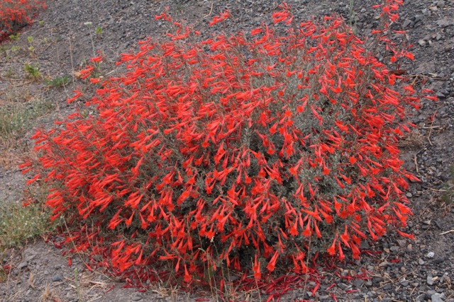 Epilobium 'Schieffelin's Choice' - California fuchsia