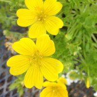 Limnanthes douglasii ssp. sulphurea - Point Reyes meadowfoam