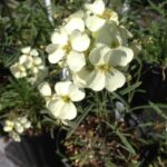 Erysimum franciscanum - San Francisco wallflower