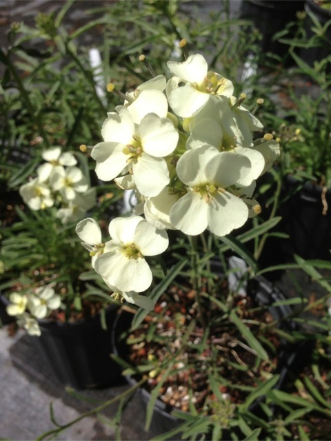 Erysimum franciscanum - San Francisco wallflower