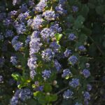 Ceanothus gloriosus var. exaltatus 'Emily Brown' - Navarro ceanothus
