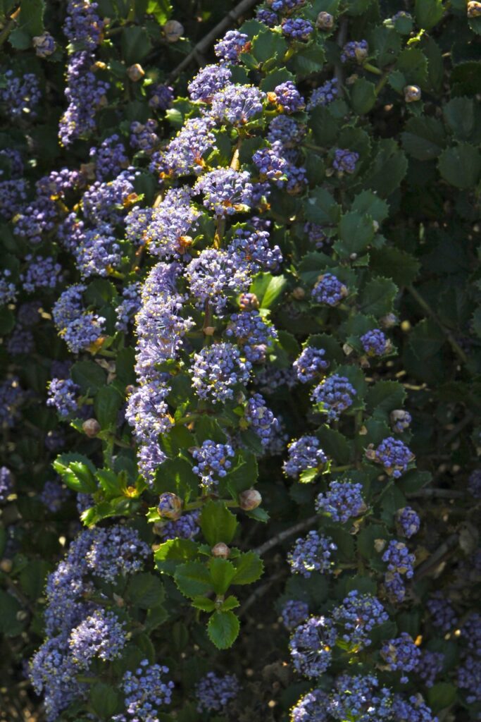 Ceanothus gloriosus var. exaltatus 'Emily Brown' - Navarro ceanothus